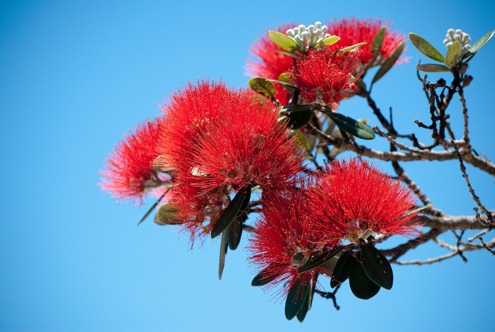 Image of red Pohutukawa flowers against a sky blue background
